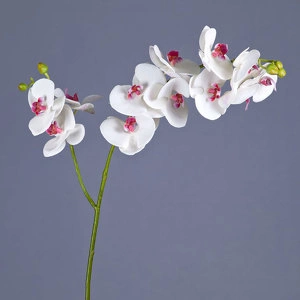 Орхидея Фаленопсис белая с роз.сердцевинкой ветвь двойная