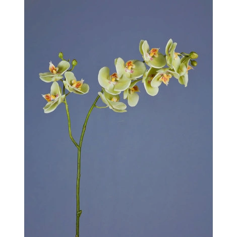 Орхидея Фаленопсис св.лайм ветвь двойная от TREEZ, TZ.PL.TR.1542