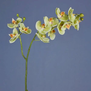 Орхидея Фаленопсис св.лайм ветвь двойная
