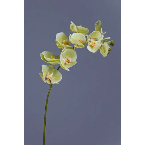 Орхидея Фаленопсис св.лайм ветвь от TREEZ, TZ.PL.TR.1545