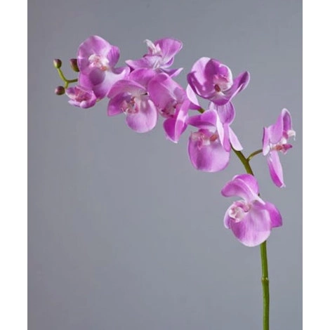 Орхидея Фаленопсис Мидл розово-белая от TREEZ, TZ.PL.TR.1549