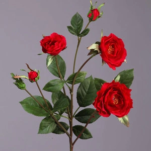 Роза Вайлд ветвь красная