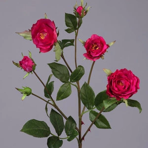 Роза Вайлд ветвь тёмно-малиновая