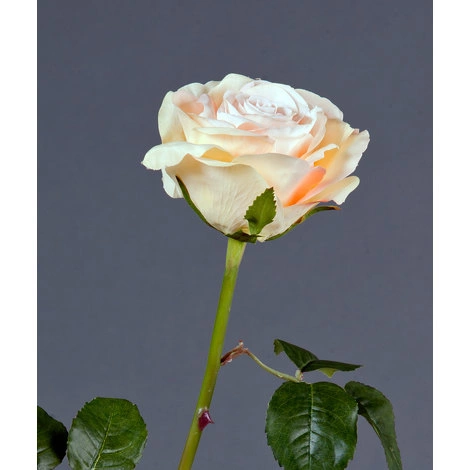 Роза Верди нежно-персиковая с нежно-розовым от TREEZ, TZ.PL.TR.1592