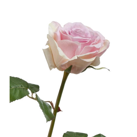 Роза Верди нежно-сиренево-розовая с кремовым от TREEZ, TZ.PL.TR.1594