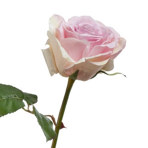 Роза Верди нежно-сиренево-розовая с кремовым