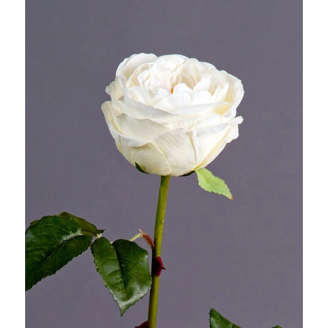 Роза Джема белая ваниль от TREEZ, TZ.PL.TR.1597