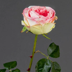 Роза Джема ярко-розовая со св.лаймом