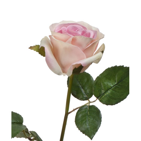 Роза Джулии нежно-розовая с кремовым от TREEZ, TZ.PL.TR.1603