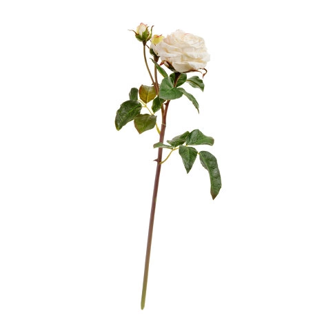 Роза Дэвид Остин Мидл ветвь бело-ванильная от TREEZ, TZ.PL.TR.1609