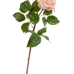 Роза Дэвид Остин Мидл ветвь кремово-розовая со св.лаймом