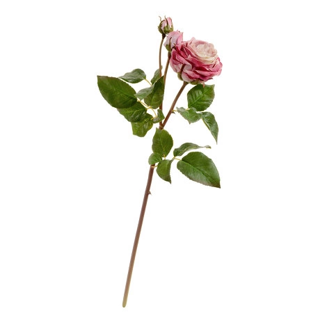 Роза Дэвид Остин Мидл ветвь пудрово-розово-малиновая от TREEZ, TZ.PL.TR.1612