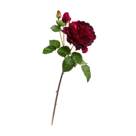 Роза Дэвид Остин Роял ветвь бордово-красная от TREEZ, TZ.PL.TR.1616