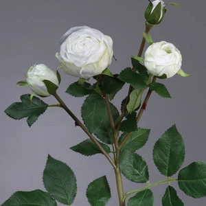 Роза Пале-Рояль ветвь бело-зелёная