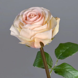 Роза Соло Нью большая крем-роз