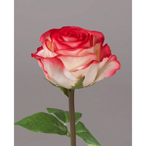 Роза Соло Нью большая кремовая с розовым от TREEZ, TZ.PL.TR.1626