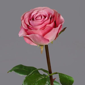Роза Соло Нью большая розовая