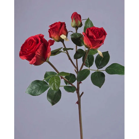 Роза Флорибунда ветвь красная от TREEZ, TZ.PL.TR.1632