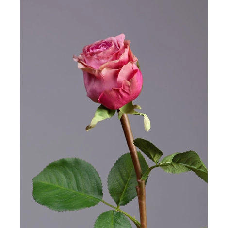 Роза Эсперанса Мидл сиренево-розовая с зел.каймой от TREEZ, TZ.PL.TR.1652