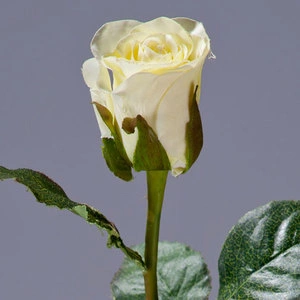 Роза Анабель бело-зелёная