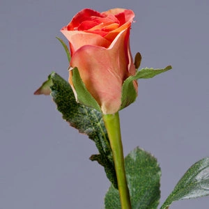 Роза Анабель персик-роз