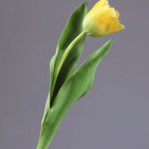 Тюльпан Даймонд золотистый