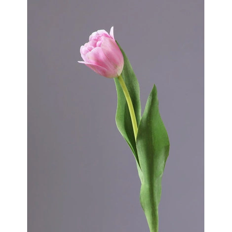 Тюльпан Даймонд нежно-розовый от TREEZ, TZ.PL.TR.1665