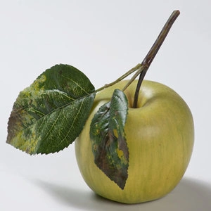 Яблоко нежно-зелёное на веточке