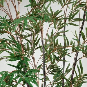 Бамбук (Листоколосник бамбуковый) 240см - Темно-зеленый