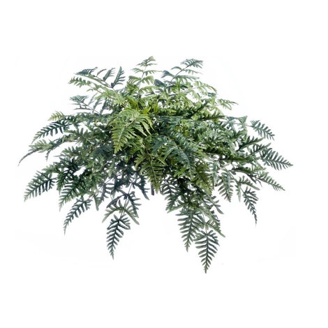 Папоротник Athyrium от TREEZ, TZ.PL.TR.644