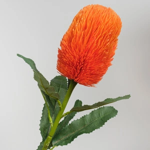 Растение Банксия - Оранжевый