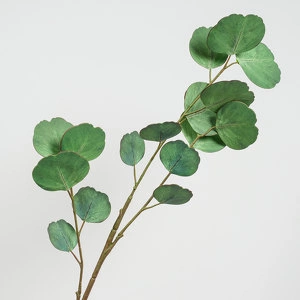 Растение Эвкалипт серебряный - Светло-зеленый
