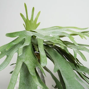 Растение Платицериум объемный Светло-зеленый